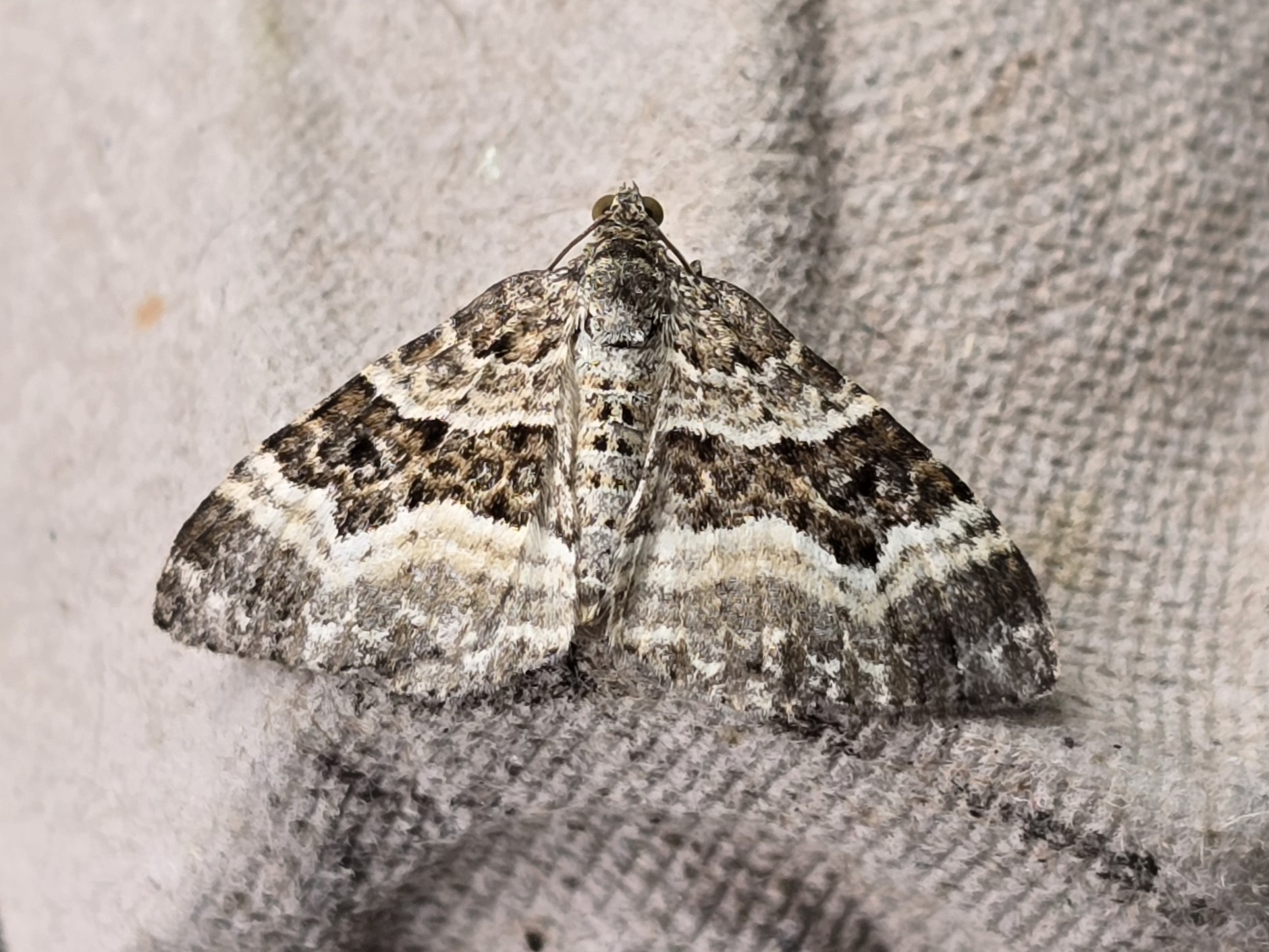 Photo of Common Carpet (Epirrhoe alternata)